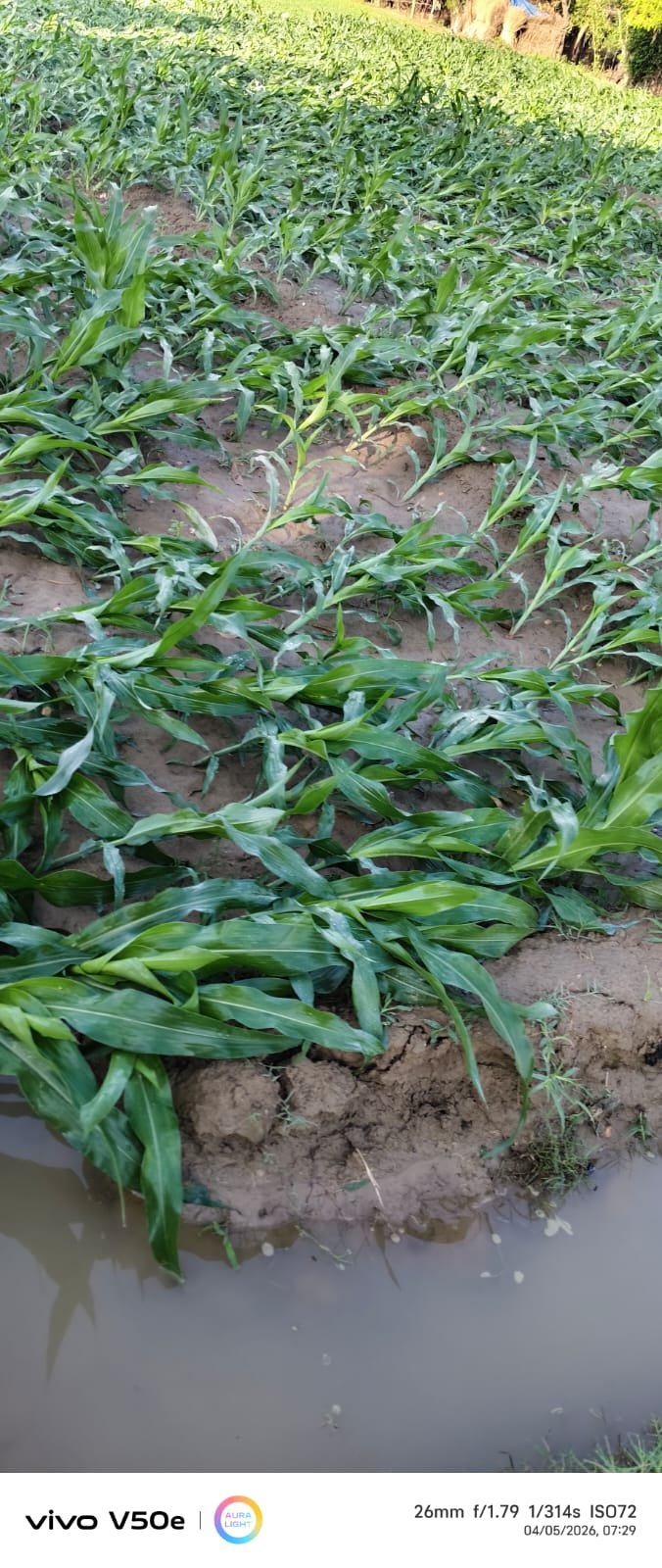 फर्रुखाबाद आंधी-बारिश से मक्का की फसल बर्बाद, किसानों की बढ़ी चिंता