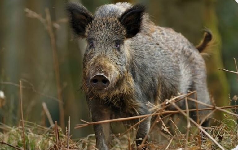 जंगली सूअर के हमले से दहशत में लोग, घरों में छुपने को हुए बेबस। सह संपादक चन्दन सिंह के साथ कुलदीप सिंह की रिपोर्ट